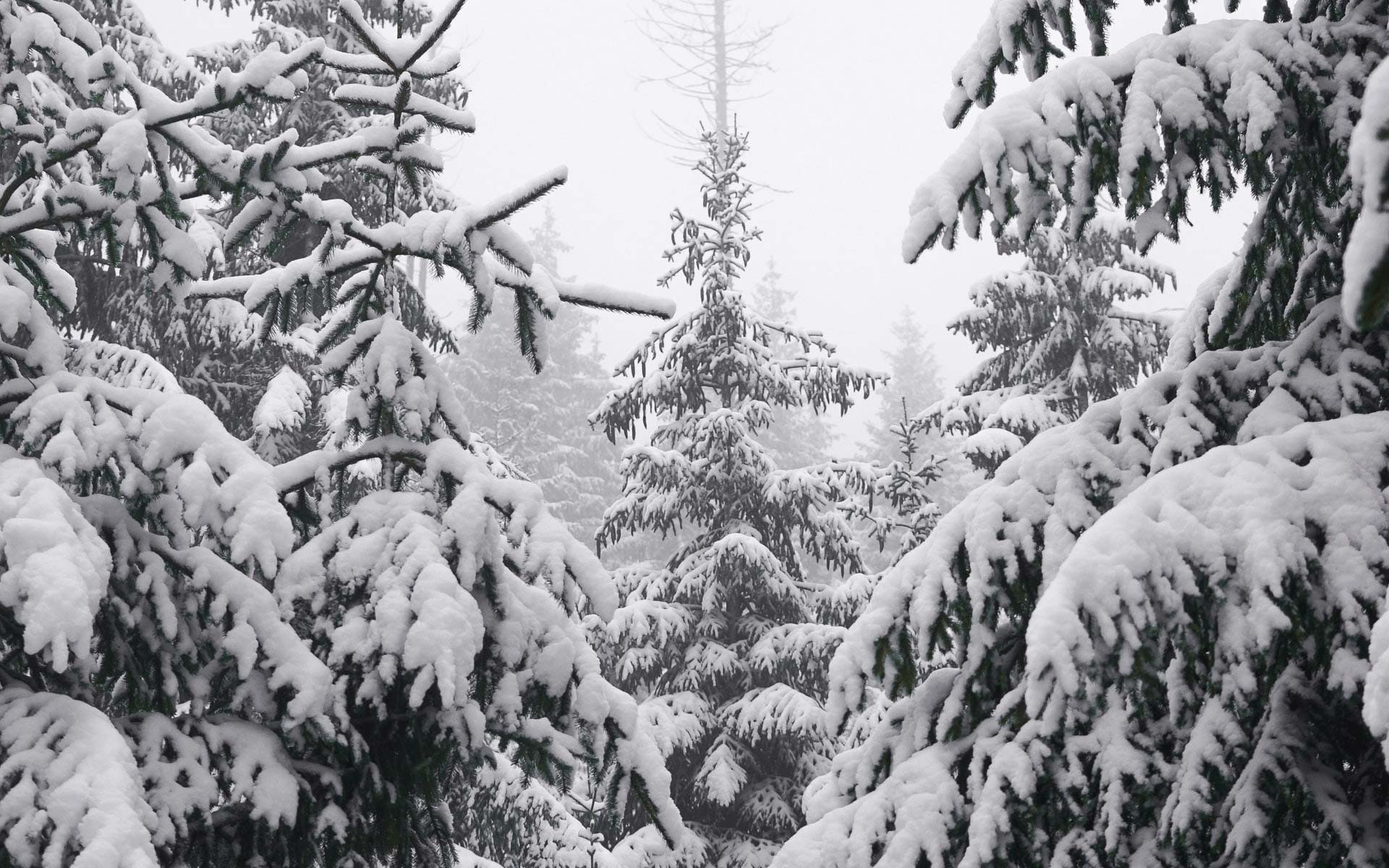 Snow forest