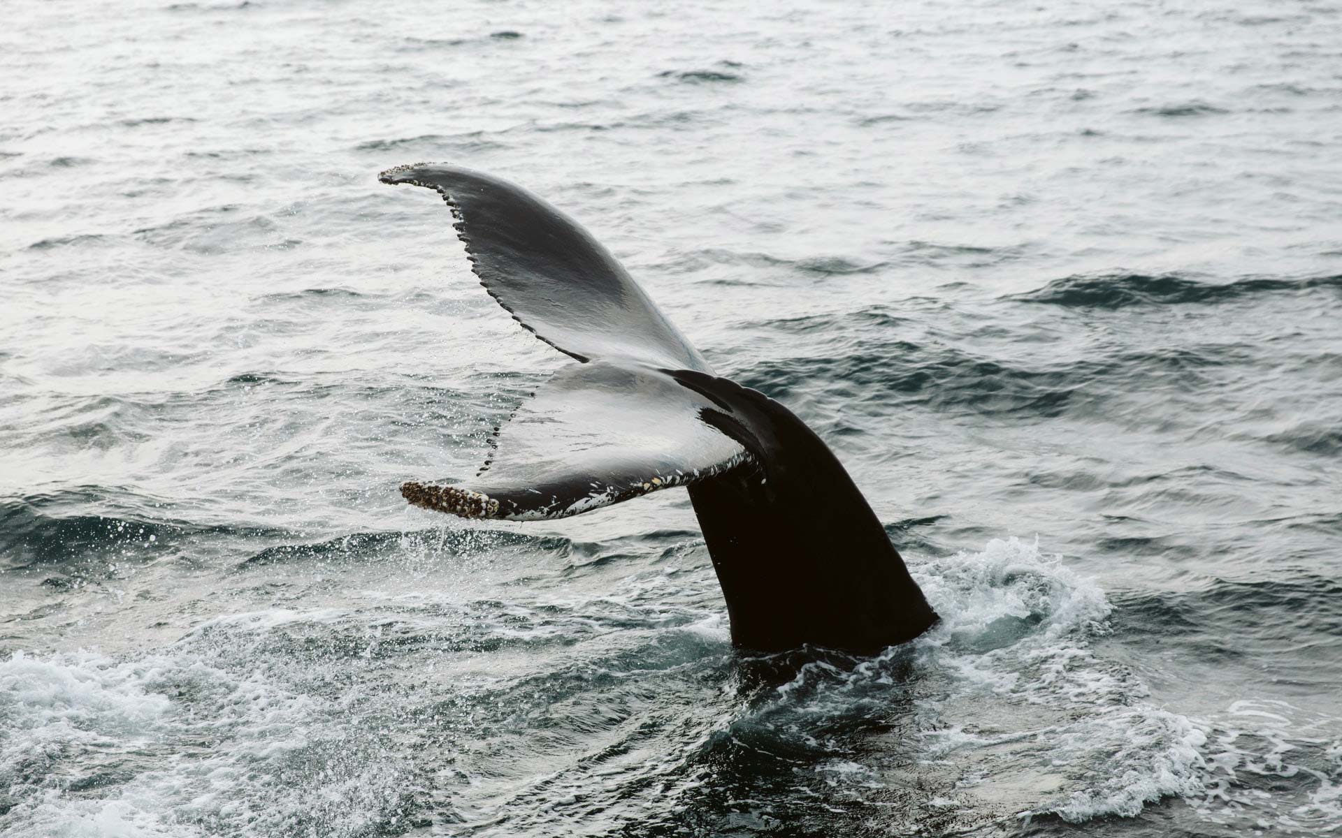 Whale ocean
